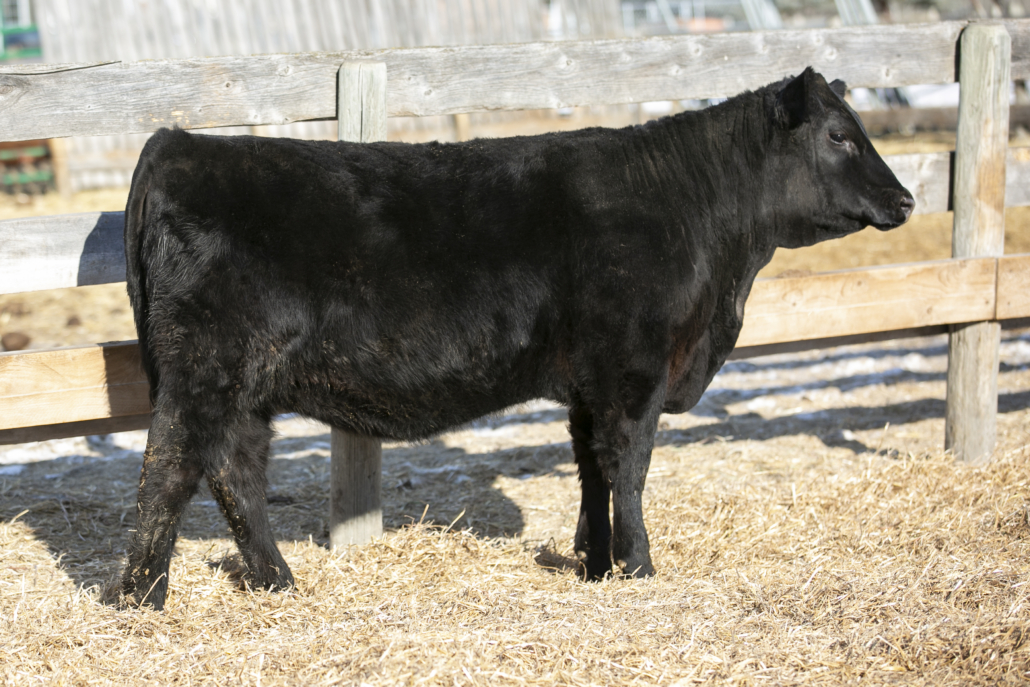 heifer for sale