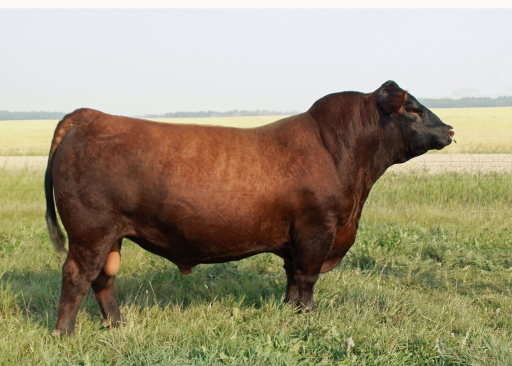 bull for sale