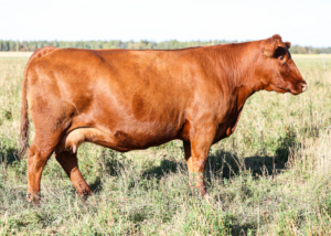 Alternate Resized 4F